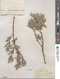 Salix wolfii image