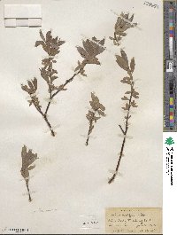 Salix wolfii image