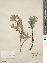 Salix wolfii image