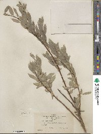 Salix wolfii image