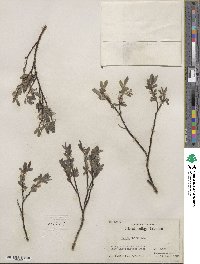 Salix wolfii image