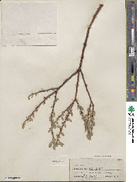 Salix wolfii image