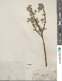 Salix wolfii image