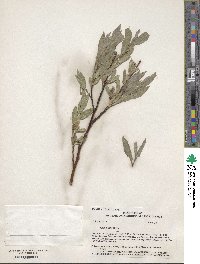 Salix wolfii image