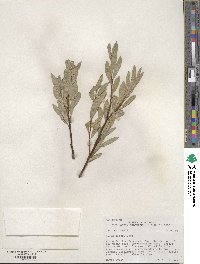 Salix wolfii image