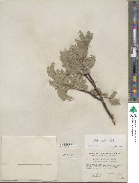 Salix wolfii image