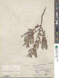 Salix wolfii image