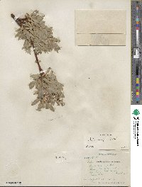 Salix wolfii image