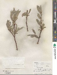 Salix wolfii image