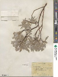 Salix wolfii image