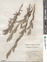 Salix wolfii image