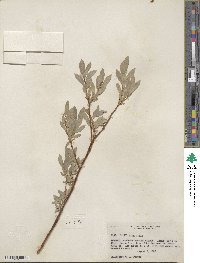 Salix wolfii image