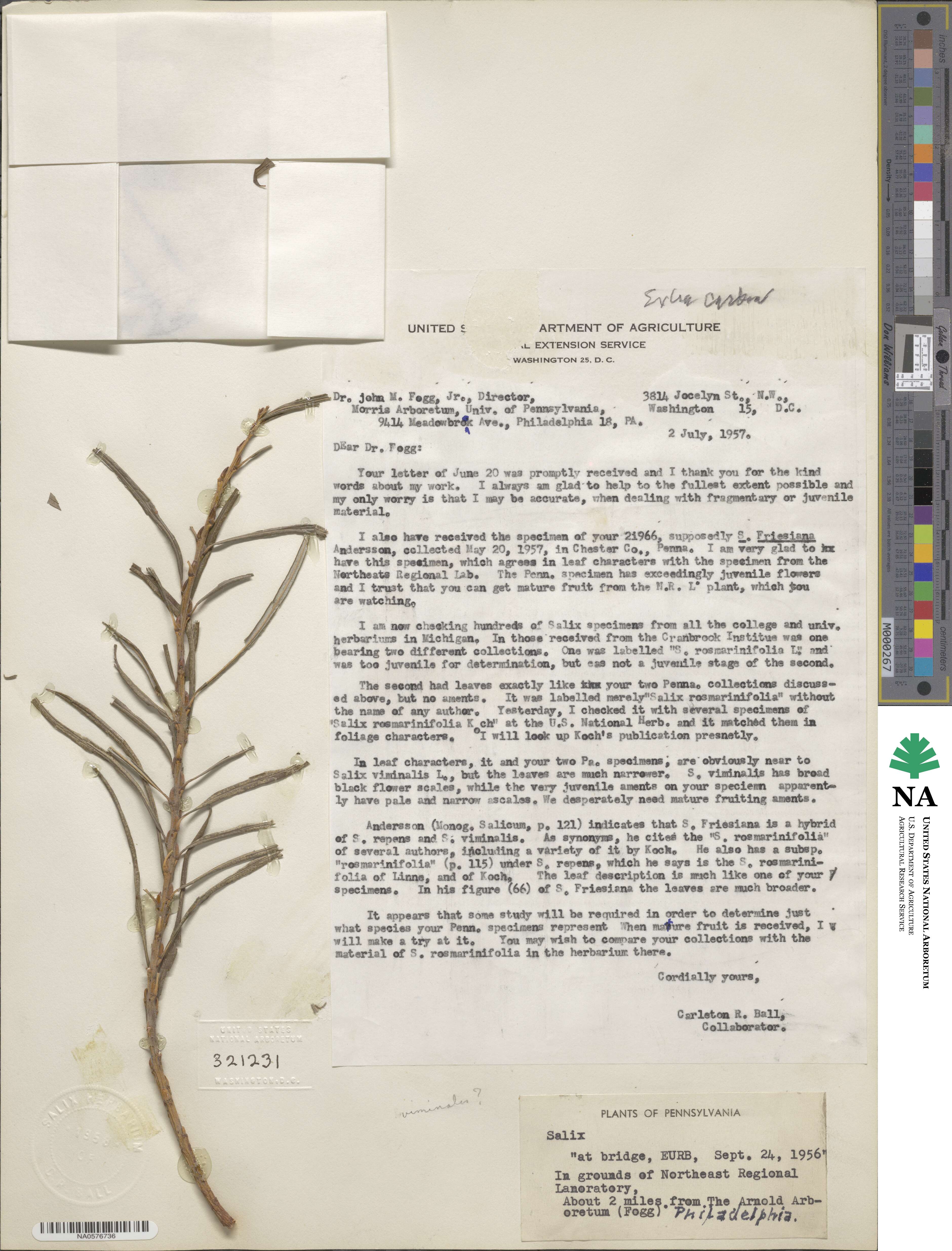 Salix viminalis image