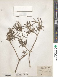 Salix viminalis image