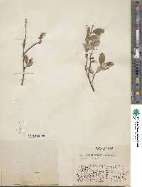 Salix hastata image