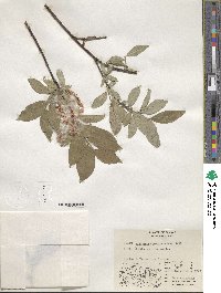 Salix hastata subsp. hastata image