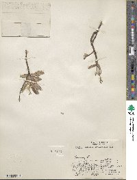 Salix hastata subsp. hastata image