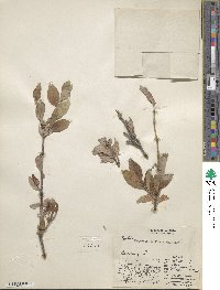 Salix hastata subsp. hastata image