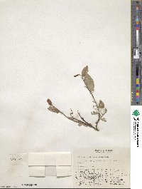 Salix hastata image