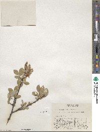 Salix hastata subsp. hastata image