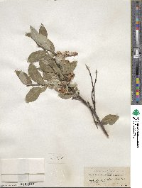 Salix hastata subsp. hastata image