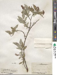 Salix hastata image