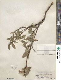 Salix hastata subsp. hastata image