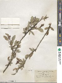 Salix hastata image