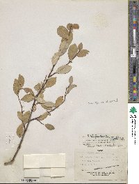 Salix hastata subsp. hastata image