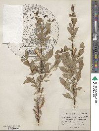 Salix hastata subsp. hastata image