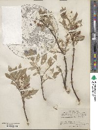 Salix hastata subsp. hastata image