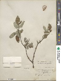 Salix hastata subsp. hastata image