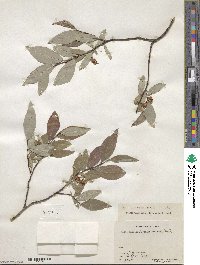 Salix hastata subsp. hastata image