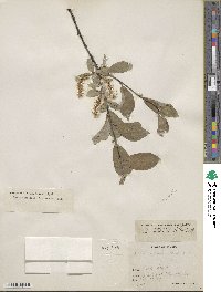 Salix hastata subsp. hastata image