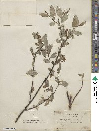 Salix hastata image