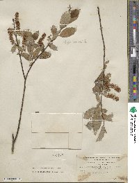 Salix hastata image