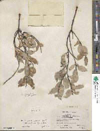 Salix hastata subsp. hastata image