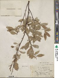 Salix hastata subsp. hastata image