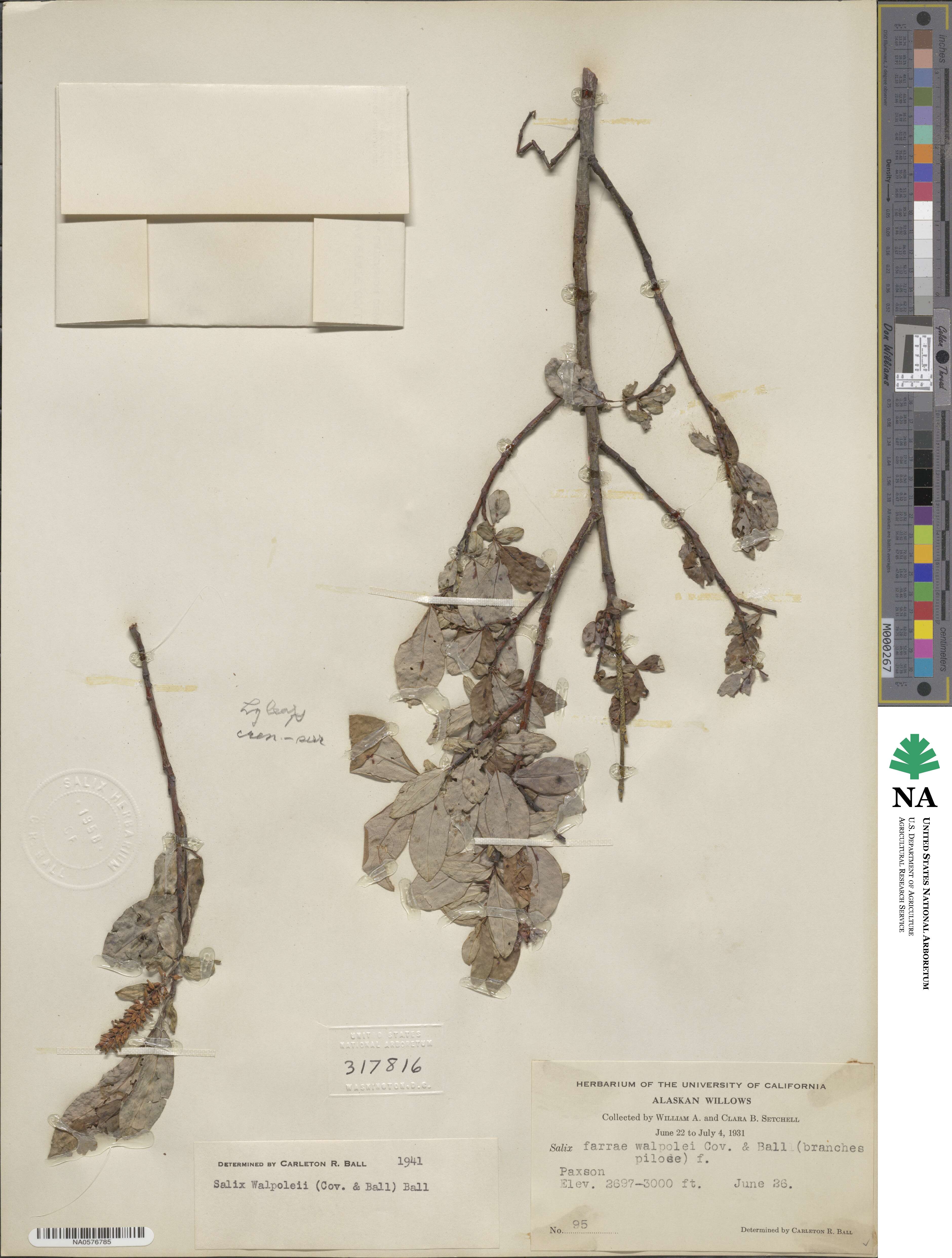 Salix hastata subsp. hastata image