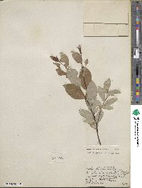 Salix hastata subsp. hastata image