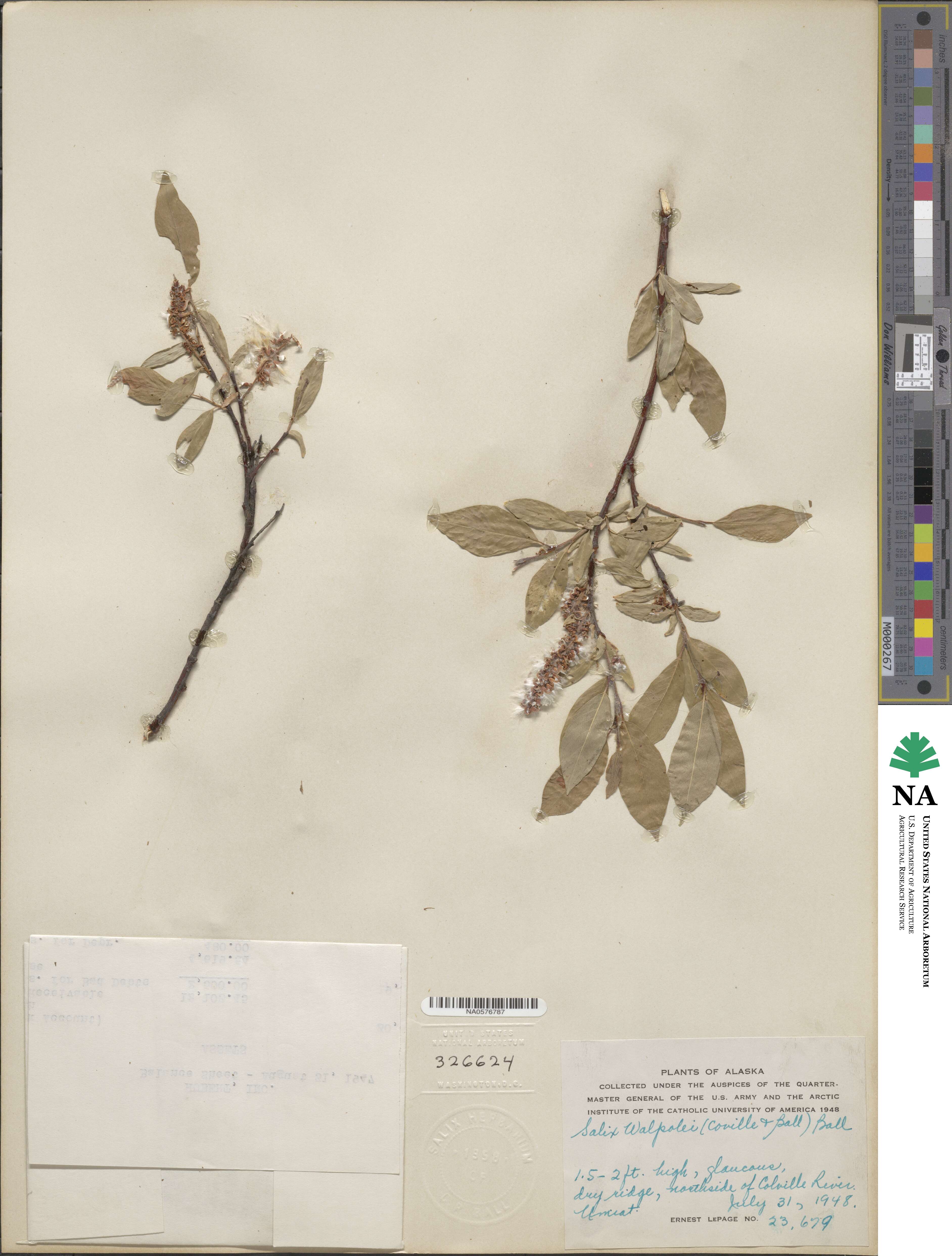 Salix hastata subsp. hastata image