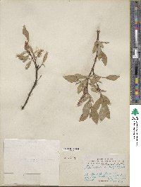 Salix hastata image