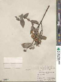 Salix hastata subsp. hastata image