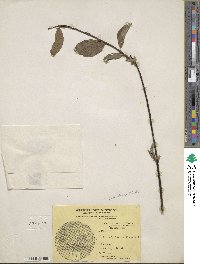 Salix hastata subsp. hastata image