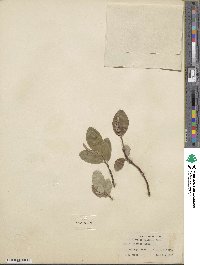 Salix vestita image