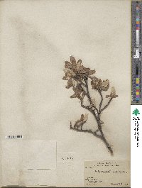 Salix vestita var. erecta image