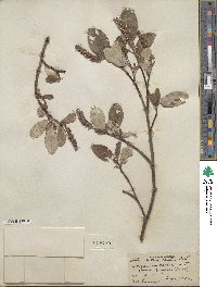 Salix vestita var. erecta image