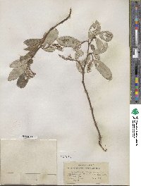 Salix vestita image