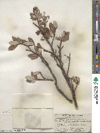 Salix vestita var. erecta image