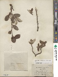 Salix vestita var. erecta image